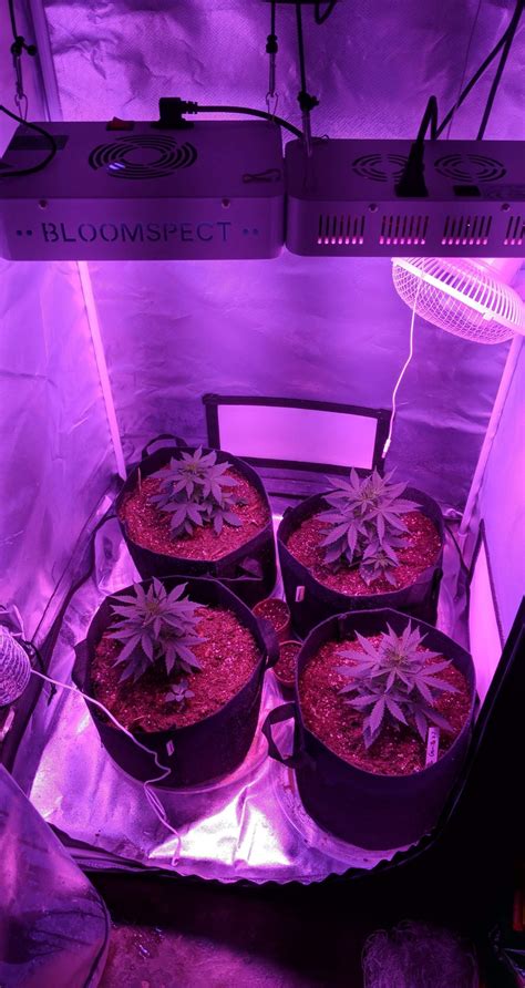 Dinafem Gorilla Autoflowering Dinafem White Widow Autoflowering Grow