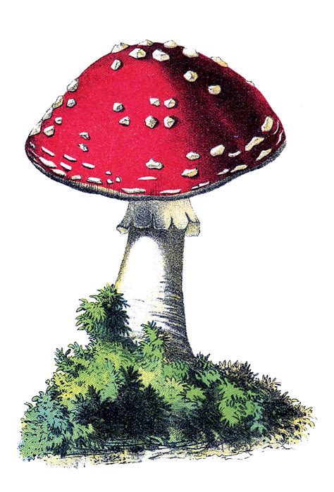 Vintage Graphic Cute Red And White Mushroom The
