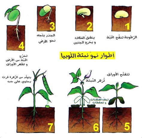 اسماء مراحل نمو النبات