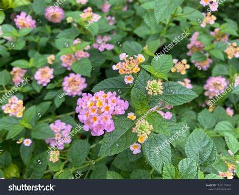 Beautiful Colorful Hedge Flower Weeping Lantana Stock Photo 1836110563