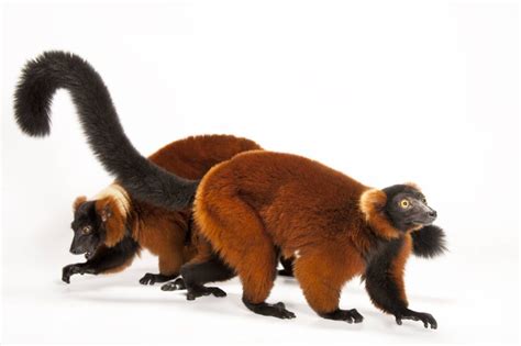 Picture Of Endangered Red Ruffed Lemurs Varecia Rubra At The Miller