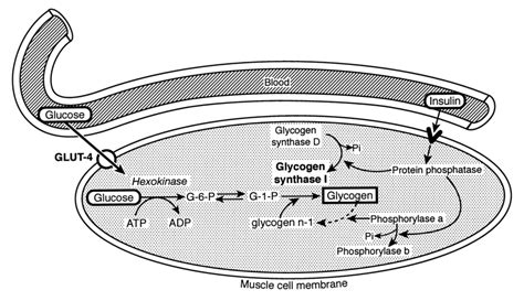 Biochemical Pathways For Synthesis Of Muscle Glycogen Following