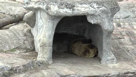 Bear In Cave Stock Video Footage 4k And Hd Video Clips Shutterstock
