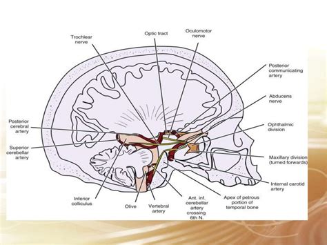 Abducens Nerve Course And Relation