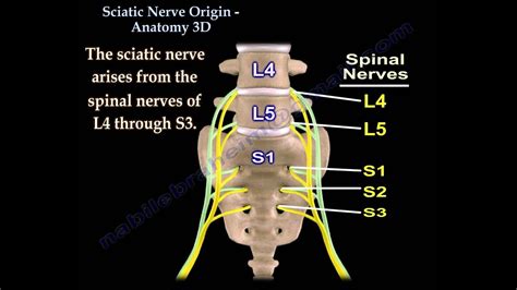 Inversion Therapy For Sciatica Being Straight Strong And Healthy By