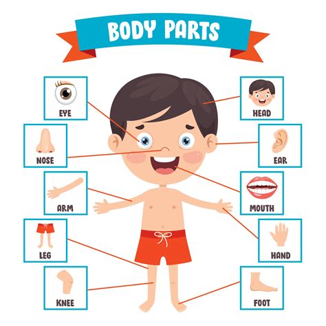 Human Body Parts Cartoon Images ~ Body Parts Cartoon Vocabulary Human