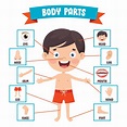 Funny Child Showing Human Body Parts 2388394 Vector Art at Vecteezy
