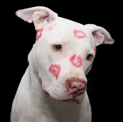 Free Images White Puppy Love Red Sitting Kiss Romance Kissing