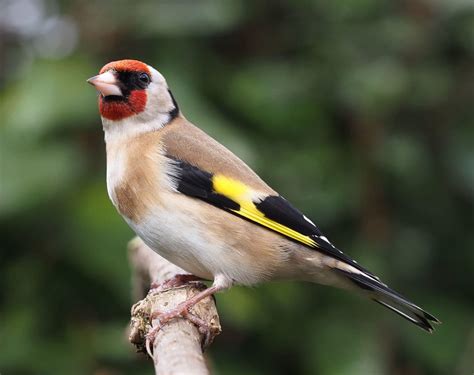 Top 5 Des Oiseaux Les Plus Répandus Dans Nos Jardins