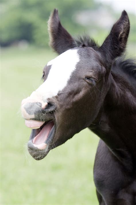 I opted for muted colors to create a warm atmosphere. Aging a Horse by Its Teeth | EquiMed - Horse Health Matters