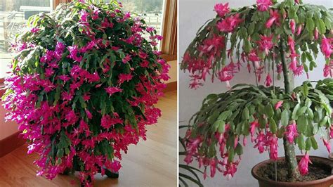 These epiphytic plants have aerial roots that grow attached to other trees. How to grow a bigger Christmas cactus