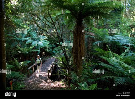 A Woman Walks Through A New Zealand Forest Featuring Ancient Ferns