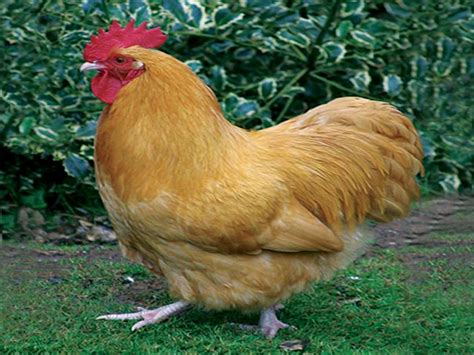 Silkies Backyard Chicken Breeds Hgtv