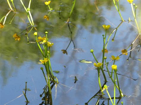 Maryland Biodiversity Project Yellow Water Buttercup Ranunculus