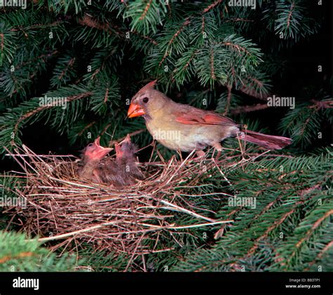 Cardinal Nest Hi Res Stock Photography And Images Alamy