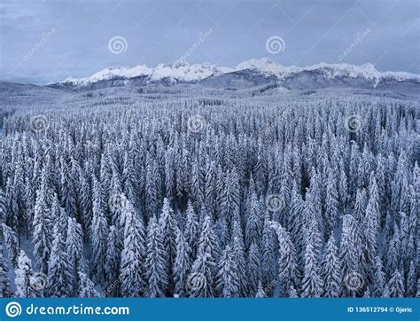 Winter Alpine Forest At Pokljuka Slovenia Covered In Snow At Dawn Stock