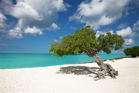 Tropical Paradise Aruba Eagle Beach Divi Divi Trees Flickr