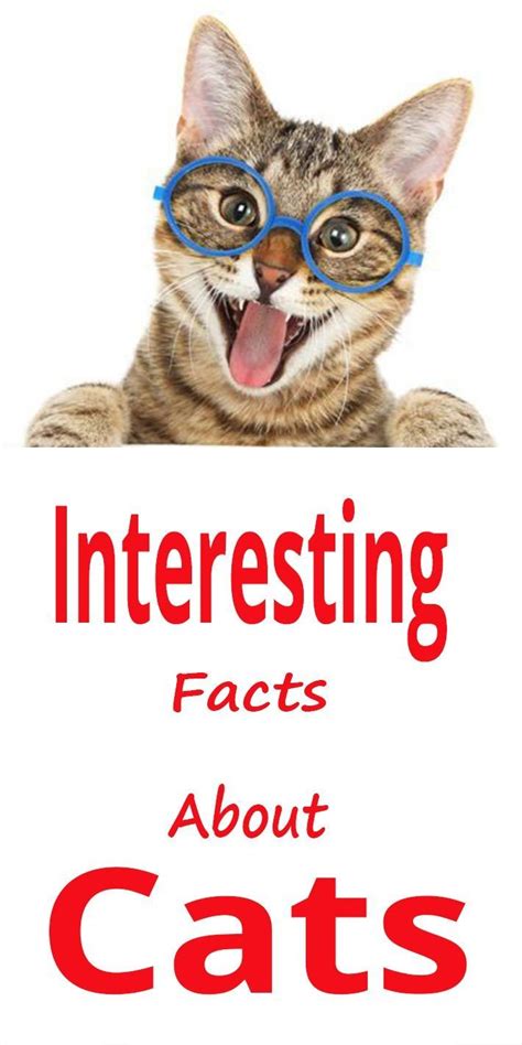 Interesting Facts About Cats More Than Lifestyle Cat Facts Tabby