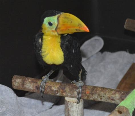 Baby Keel Bill Toucans Exotic Parrot Breeders Parrots For Sale