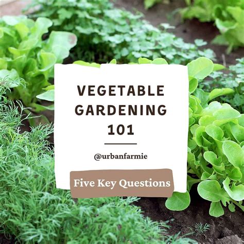 Vegetable Gardening 101 Everything You Need To Know Urban Farmie