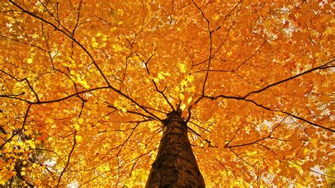 Nature Trees Leaves Color Yellow Autumn Fall Seasons Foliage Branches Limb Top