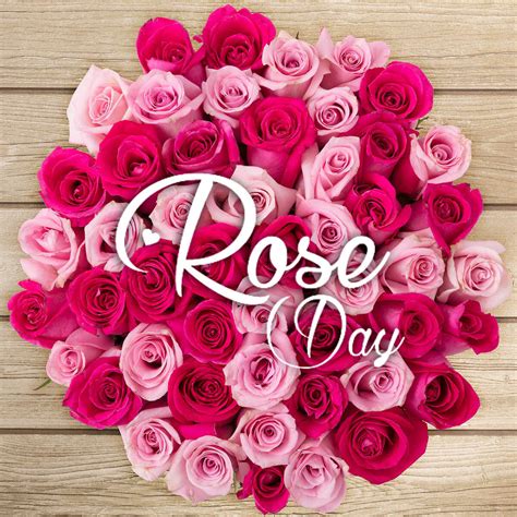 Happy Rose Day Pink Flower Love Wishes Greetings Image Picture Hd Wallpaper