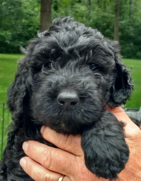 Schnoodle Puppies Minnesota Puppy And Pets