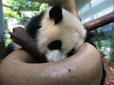 Panda Updates Monday July 17 Zoo Atlanta