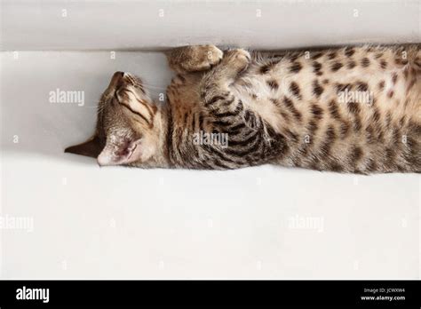 Funny Cat Pose Hi Res Stock Photography And Images Alamy