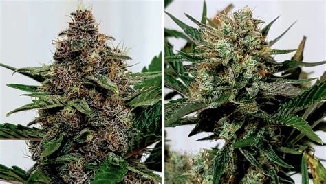 Purple Punch Auto Cannabis Strain Week By Week Guide Fast Buds