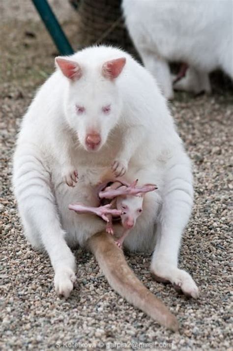 Nacimiento De Un Canguro Albino Canguros Animales Albinos Animales