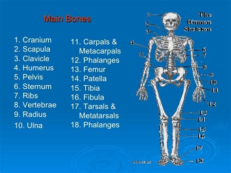 Major Bones In The Human Body Giulia Cochran