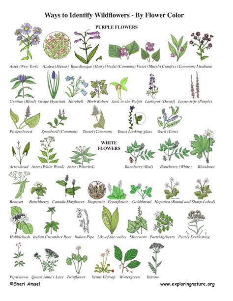 Wildflower Identification By Color