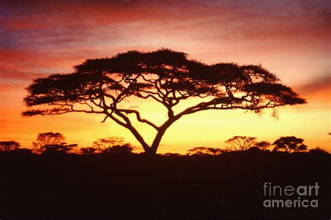Tree Of Life Africa Photograph By Jerome Stumphauzer