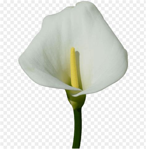 Calla Lily Clipart Transparent White Calla Lily Png Image With
