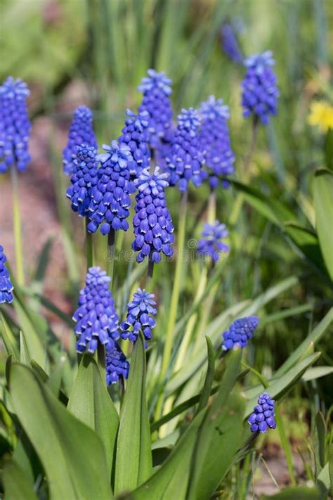Blue Hyacinths In A Spring Stock Photo Image Of Green 106308636