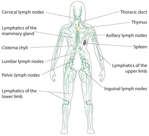 Human Body Diagram Lymph Nodes Human Anatomy Images A Vrogue Co