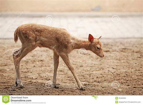 Baby Sika Deer Royalty Free Stock Image 30220654