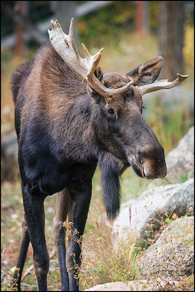 Ongoing Hoof Issues Prompt Surgery For Alaska Moose Atka Cmzoo
