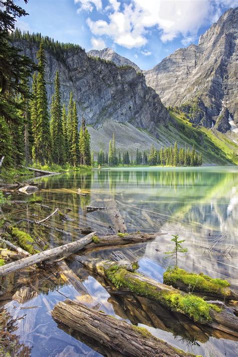 Small Tree In A Big World Rawson Lake Tree Nature Finds A Flickr