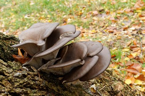 Wild Mushrooms In Canada The Canadian Encyclopedia