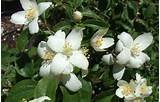 Images of Fragrant White Flower Bush