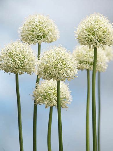 Díszhagyma Allium Mont Blanc Királykert Vi