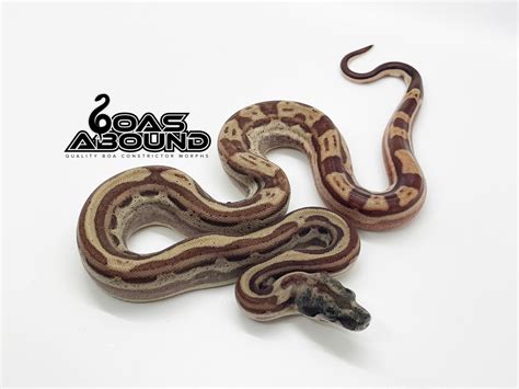 Hypo Motley Arabesque Het Kahl Lipstick Albino Boa Constrictor By Boas