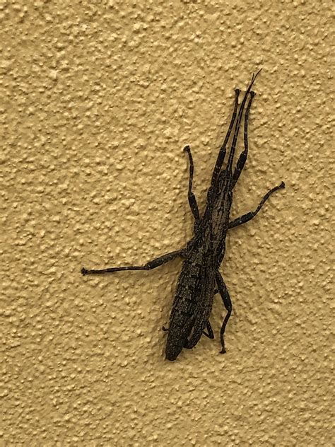 Skinny Bug On Wall Looks Grasshopper Like Rwhatsthisbug
