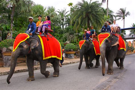 Elephant Riding Nongnooch Resort Pattaya Offcial Site