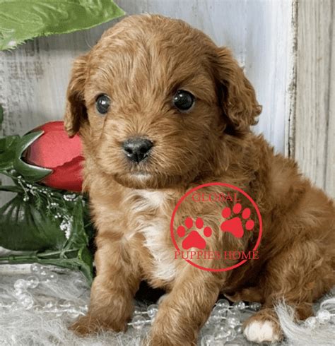 Transferable your $300 cavapoo deposit can be transferred to any other doodle pup within the crockett doodles network; Cavapoo Puppies For Adoption - cavoodle for sale- Global ...