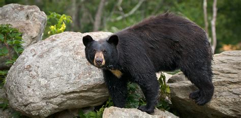 American Black Bear All The Animals Of The World In One