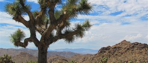 History Of Joshua Tree National Park Visit Palm Springs