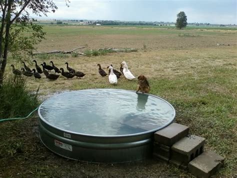 Galvanized Stock Tank Turned Into A Simple Diy Pool Eco